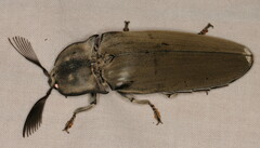 Tetralobus flabellicornis