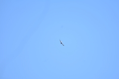 Geranoaetus polyosoma polyosoma