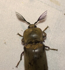 Tetralobus flabellicornis