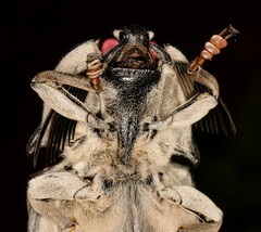 Tetralobus flabellicornis