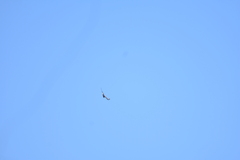 Geranoaetus polyosoma polyosoma