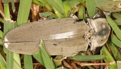 Tetralobus flabellicornis