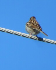 Spizella passerina