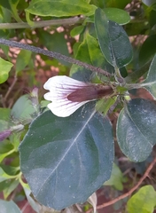 Blepharis maderaspatensis