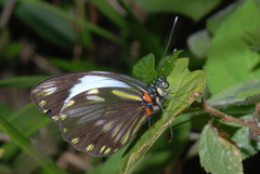 Pieriballia viardi