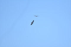 Geranoaetus polyosoma polyosoma