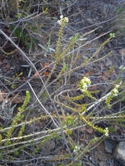 Acantholippia seriphioides