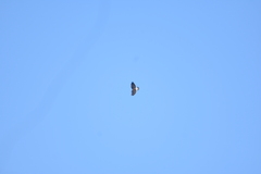 Geranoaetus polyosoma polyosoma