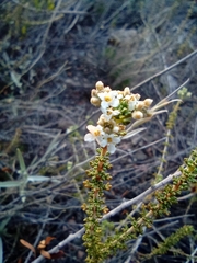 Acantholippia seriphioides