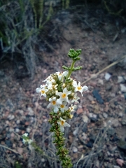Acantholippia seriphioides