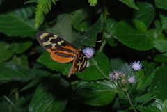 Mechanitis polymnia isthmia