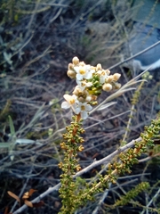 Acantholippia seriphioides