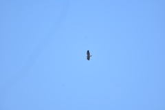 Geranoaetus polyosoma polyosoma