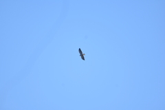 Geranoaetus polyosoma polyosoma