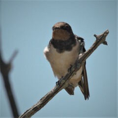 Hirundo rustica rustica