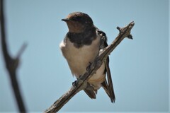 Hirundo rustica rustica