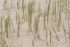 Panicum racemosum