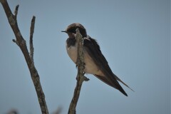 Hirundo rustica rustica
