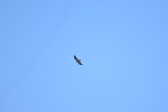 Geranoaetus polyosoma polyosoma