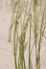 Panicum racemosum