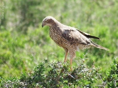 Melierax canorus canorus