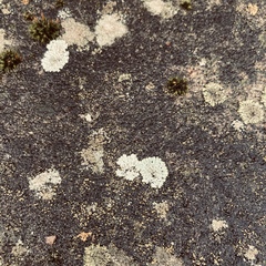 Physcia caesia