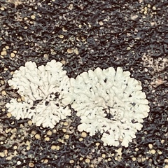 Physcia caesia