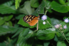 Mechanitis polymnia isthmia