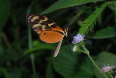 Mechanitis polymnia isthmia