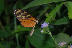 Mechanitis polymnia isthmia
