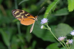 Mechanitis polymnia isthmia