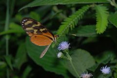 Mechanitis polymnia isthmia