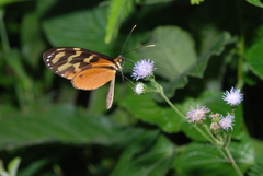 Mechanitis polymnia isthmia