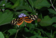 Mechanitis polymnia isthmia