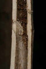 Chamaesphecia hungarica