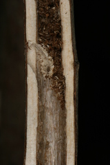 Chamaesphecia hungarica