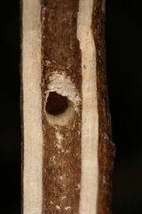 Chamaesphecia hungarica