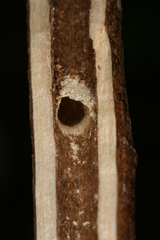 Chamaesphecia hungarica