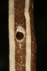 Chamaesphecia hungarica