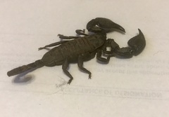 Opisthacanthus validus