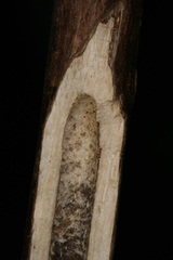 Chamaesphecia hungarica