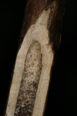 Chamaesphecia hungarica