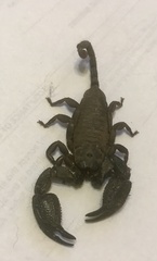 Opisthacanthus validus