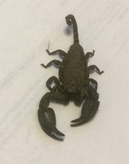 Opisthacanthus validus