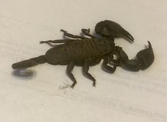 Opisthacanthus validus