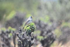 Rhopospina alaudina