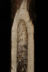 Chamaesphecia hungarica