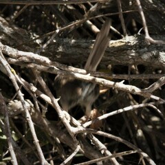 Prinia maculosa maculosa