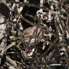 Prinia maculosa maculosa