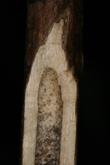 Chamaesphecia hungarica